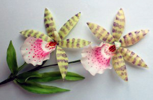 Tygrovaná krasavice k zakousnutí: Jak vymodelovat orchidej z marcipánu?