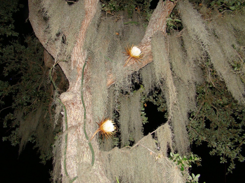 Královně noci se na Floridě daří. Zdejší velké stromy jsou stejně jako v její domovině zahalené do pavučin mechu