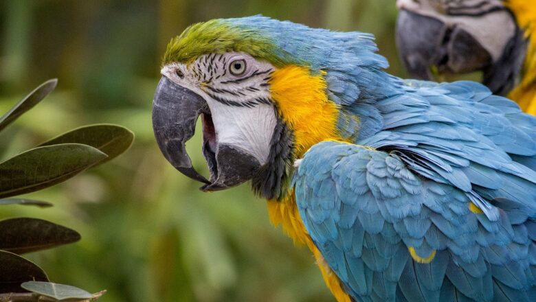 Jak naučit mluvit papouška? Hlavně pozor na sprosťárny!