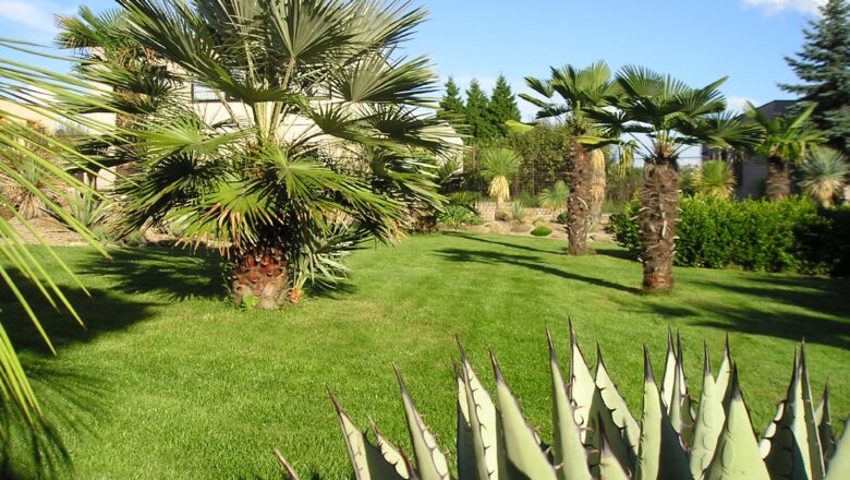 TOP české zahrady: Navštívili jsme palmovou oázu. Bez letenky, je uprostřed Česka
