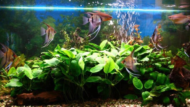 Pořizujeme rybičky (I.): Jaké akvárium vybrat?