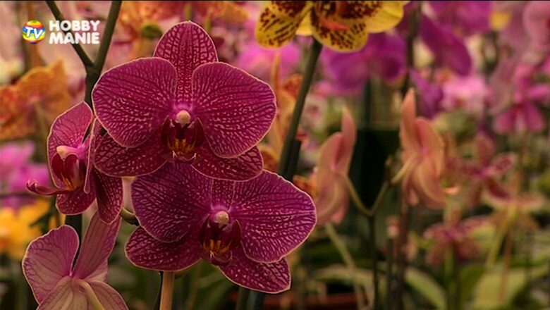Zvědavá kamera: Vítejte v království orchidejí! Jak je správně pěstovat?