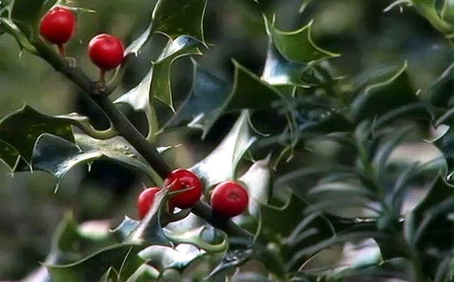 Zvědavá kamera: Na zimní zahradě pátráme po vánočních dekoracích