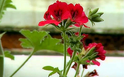 Zvědavá kamera: Jak vypěstovat za oknem voňavé bylinky?