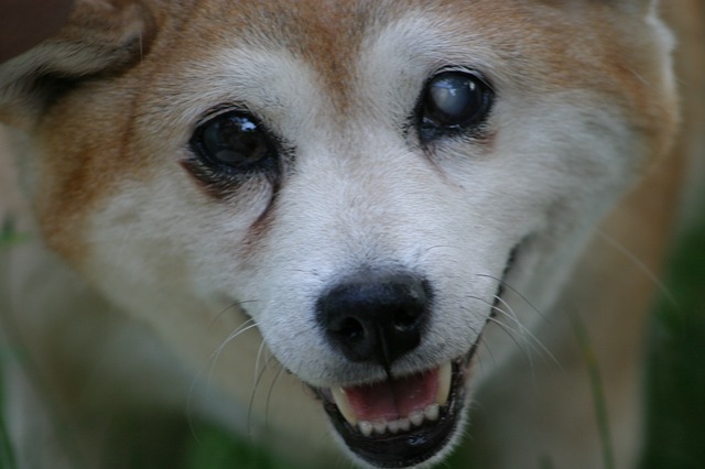 Desítka nejstarších psích plemen světa (VII.): Malý velký pes Shiba Inu