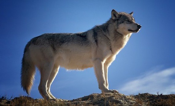Desítka nejstarších psích plemen světa (X.): Vlk, praotec všech psů
