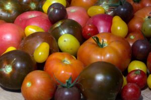 variace rajčat 1
