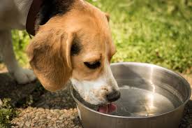 Víte, jak pije váš pes? Kdepak, vodu nelíže!