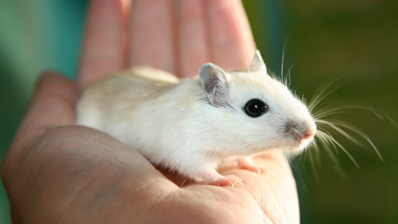Bílá myška jako dárek pro malé chovatele