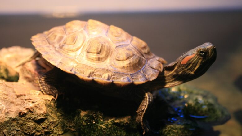 Vodní želvy potěší milovníky světa pod hladinou