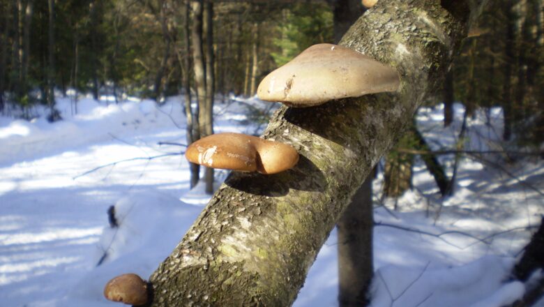 Vyrazte si do lesa na vánoční houby. I v prosinci totiž rostou!