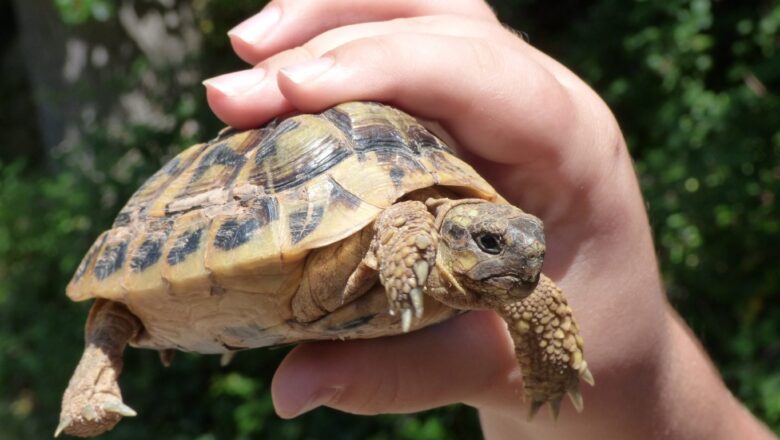Jaký druh želvy suchozemské si pořídit do malého bytu?