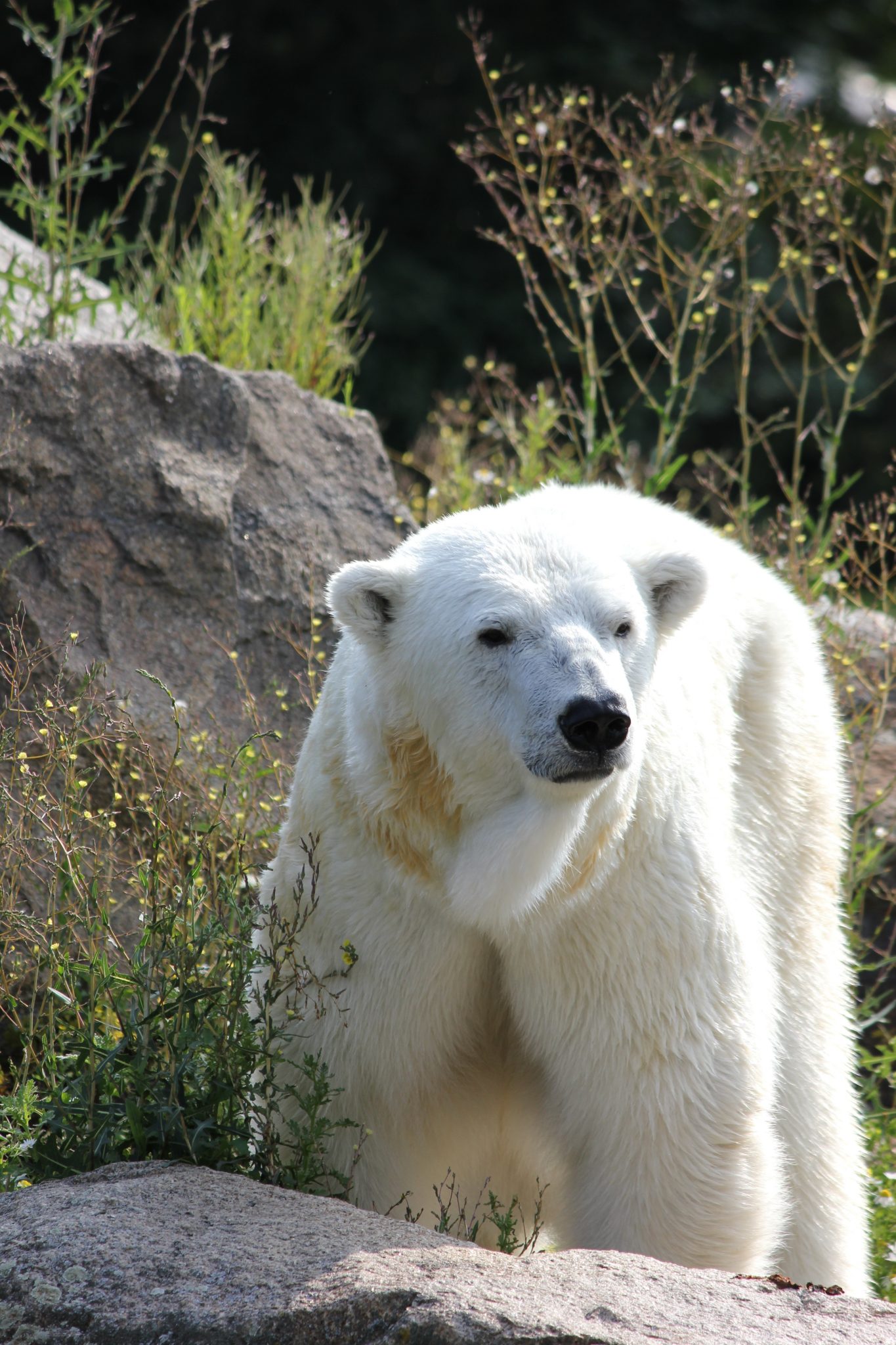 The bear is white. Бурый медведь альбинос. Белый медведь альбинос. Панда альбинос. Белый медведь и Полярный медведь.