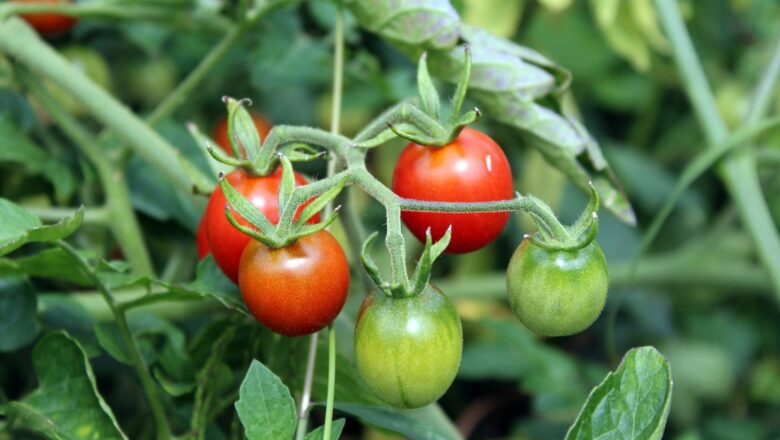 V únoru nastává ideální čas pro předpěstování rajčat