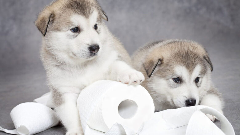 Desítka nejčastějších nemocí psů: Průjem