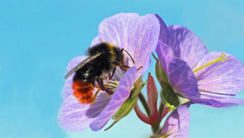 Včely vymírají. Nahradí je na zahradách čmeláci?