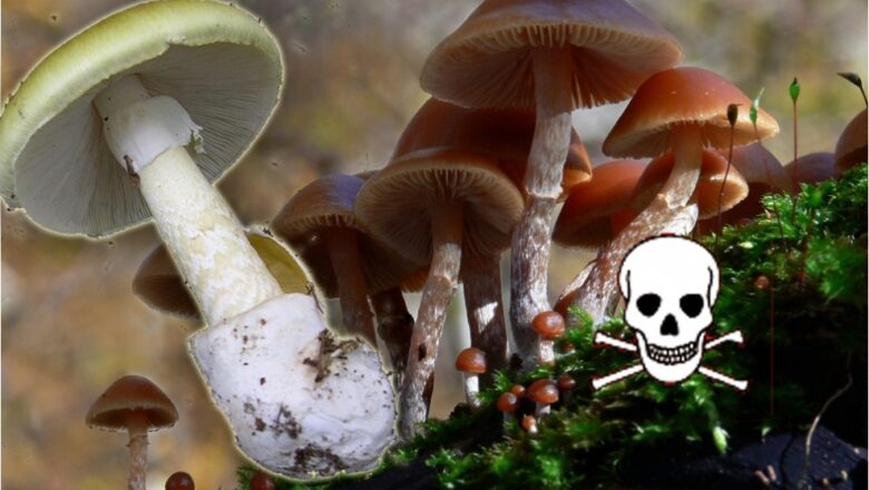 Než se vydáte do lesa: Pětice nejnebezpečnějších hub a jak tyto „zabijáky“ odhalit