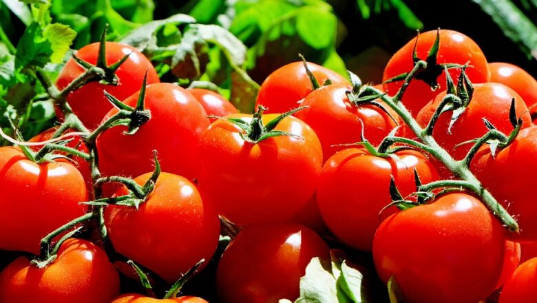 Pěstujeme rajčata: Nenechte je bez listí, jinak budou chutnat jako ty z obchodu