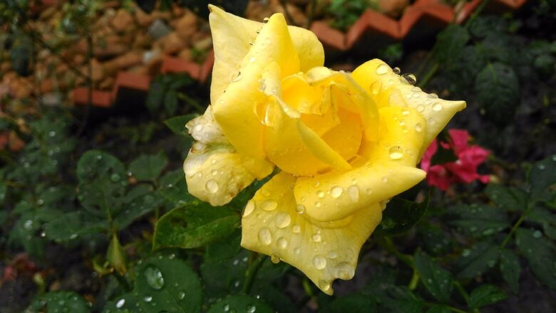 Jak udržet dešťovku v zahradě? Pomůže vám i starý dobrý hnůj