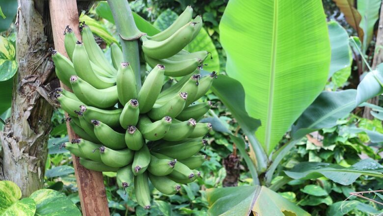 Pěstujeme banánovník: Jak poznat, kdy začne plodit? Počítejte listy