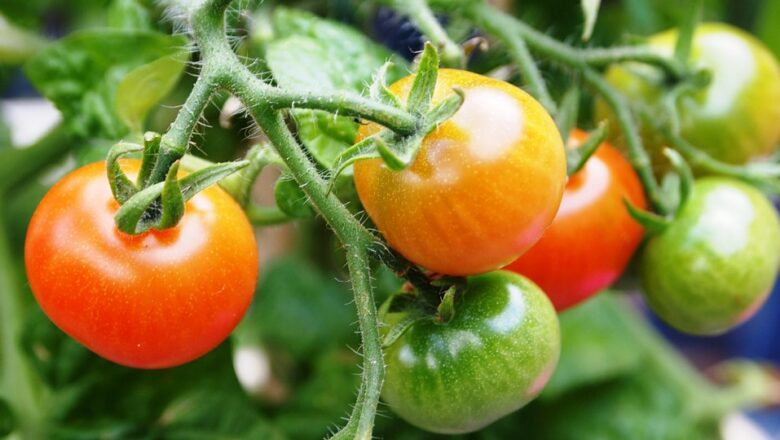 Rady pro začínající zahrádkáře: Proč je nutné „vyštipovat“ rajčata