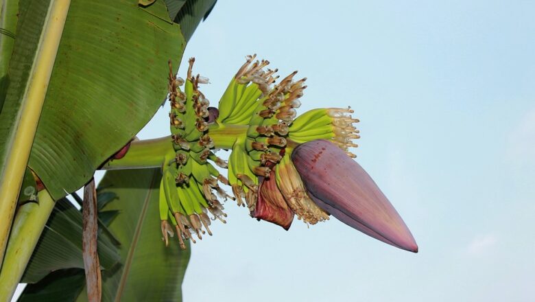 Banánovník není jen okrasná pokojová  bylina: Jak poznáme, kdy začne plodit
