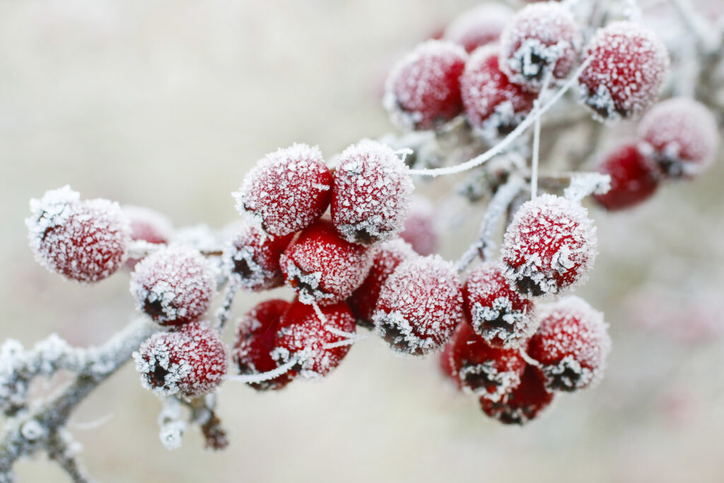 Frosted hawthorn berries in the garden.