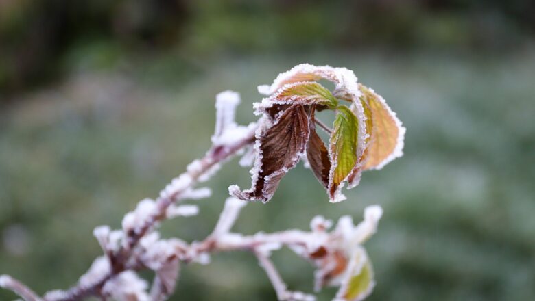 Zahrada v zimě: Bez sněhu je nahá, je třeba ji hlídat