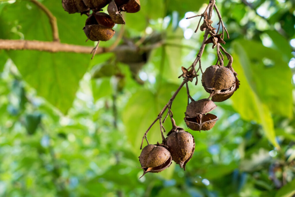 Paulownia pods placed on tree
