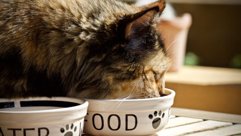 Jak správně krmit a odměňovat svoji kočku: Trvejte na kvalitě krmiva i pamlsků