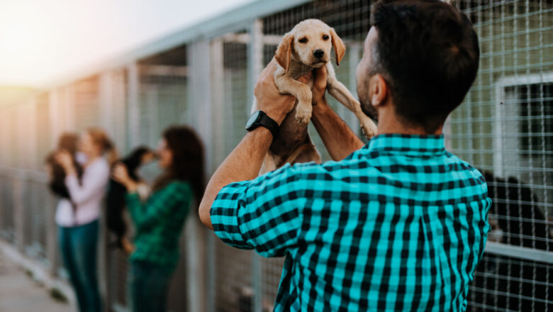 Zachraňte život a najděte věrného společníka – přednosti adopce psa z útulku