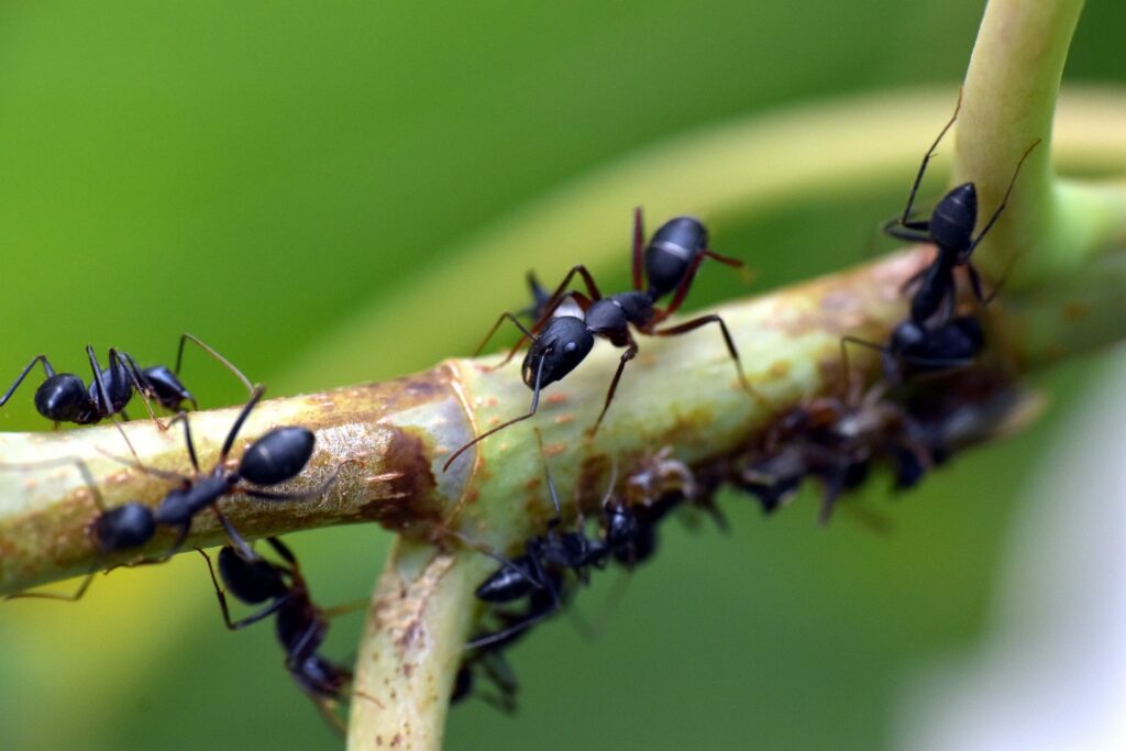Objevili se vám na zahradě mravenci? Podívejte se, jak na ně přírodní cestou