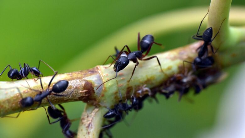 Objevili se vám na zahradě mravenci? Podívejte se, jak na ně přírodní cestou