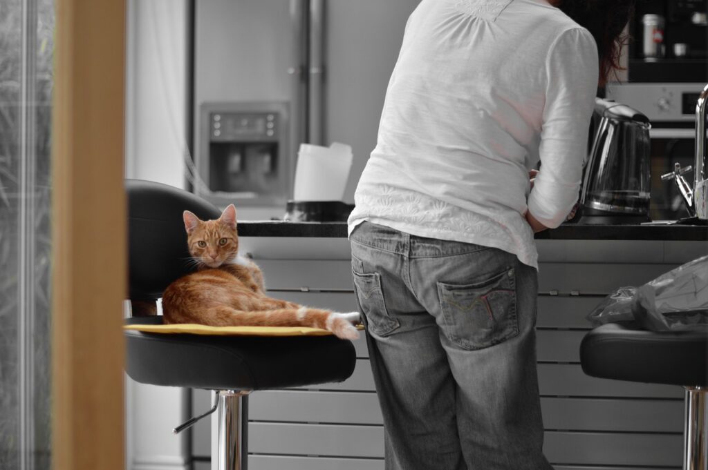 Jaké jsou oblíbené složky krmiva pro kočky vašeho domácího mazlíčka?