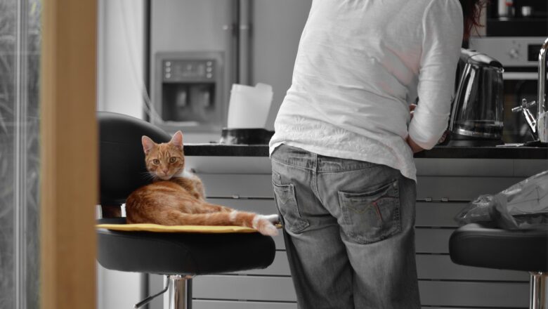 Jaké jsou oblíbené složky krmiva pro kočky vašeho domácího mazlíčka?